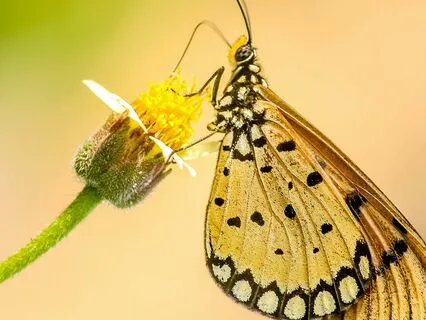 Sam & Harold, Change