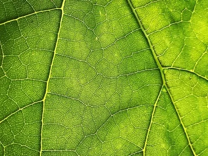 Sama Vritti Pranayama (Four Part Breathing)