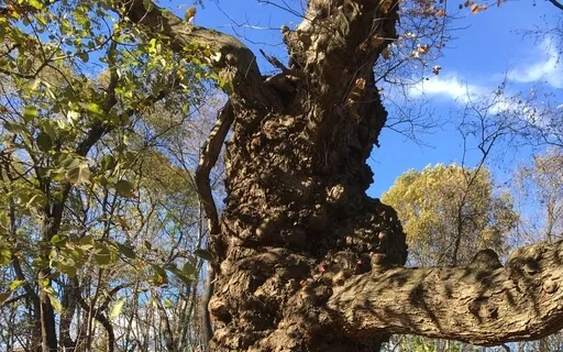 Sama Vrtti - Equal breath