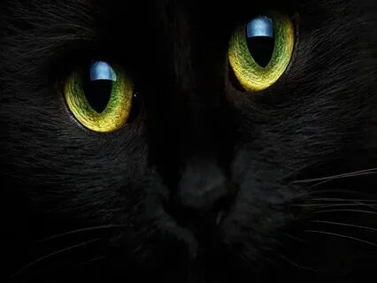 Samadhi | 888Hz + 8Hz | Gamma Isochronic Tones | No Mind