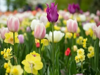 Samkhya Yoga - From Where Suffering Enters Life