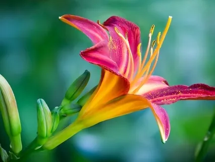 Samkhya Yoga - How To Know Real Self