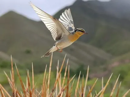 San Pedro & Calandria | Territory & Sound Medicine