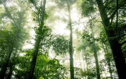 "Sanctuary" 5 Minute Ambient Meditation Music