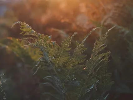 Sanctuary Ambient Meditation