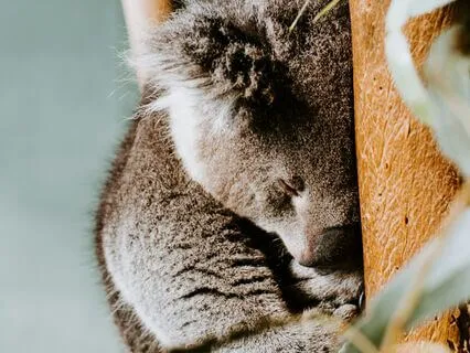 Sanctuary Of Serenity: Finding Your Peace