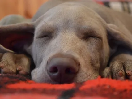 Gentle Paths To Sleep: Snoring Dog