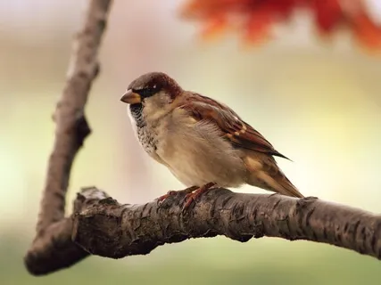 Sanfter Regen und Vogelgesang: Naturklänge zum Entspannen - Hängematte für die Seele