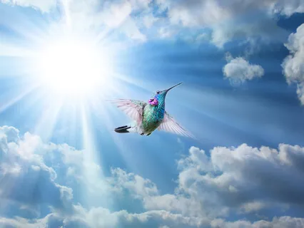 Sankalpa, O Compromisso De Sachcha