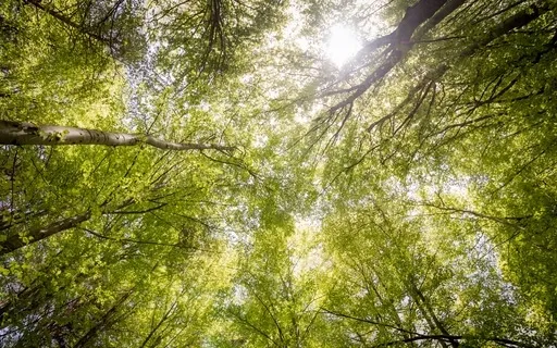 Sankalpa Or Intention For A Fresh Start