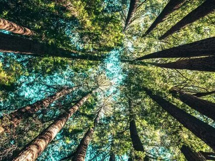 Sankalpa To Manifest Your Dreams Yoga Nidra