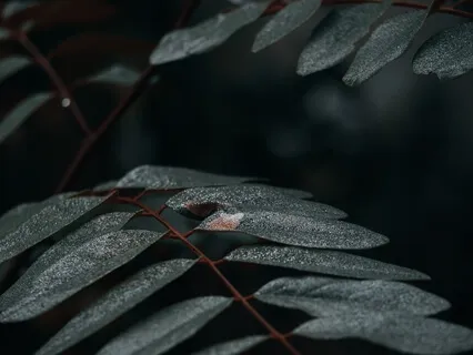 Saraswati Yoga Nidra