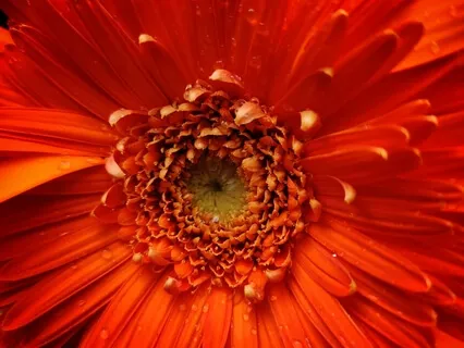 Сарвешам Мантра