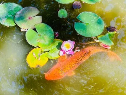 Sat Nam Rasayan Healing For Serenity