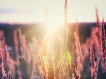 Cura da Alma e Mais Saúde Vital