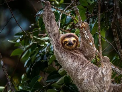 Saul The Sleepy Sloth: A Soothing Bedtime Story