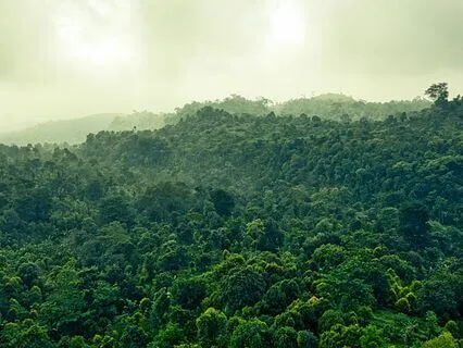 Savanna Slumber: Restful Nights With The Sounds Of The Wild