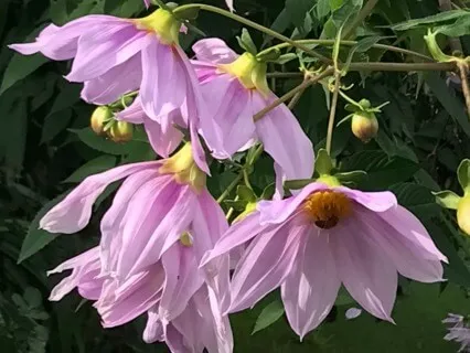 Savasana - Exploring The Senses