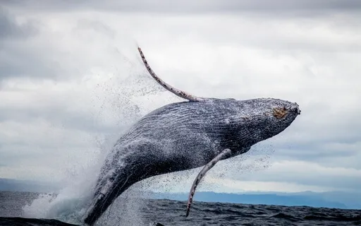 Save The Whales: Ambient Music Relaxation, Meditation, Sleep