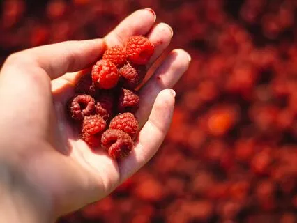 Savor The Flavor: A Journey Through Mindful Eating