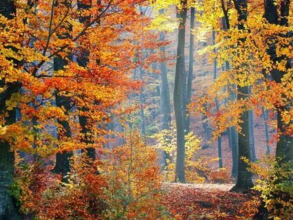 Savoring Autumn Meditation