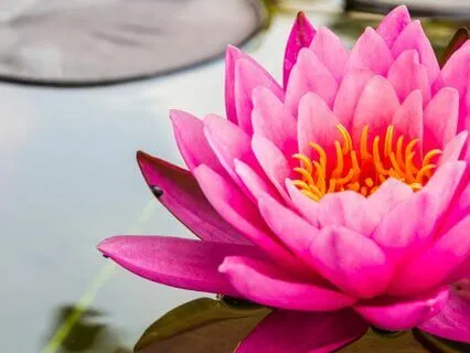 Savoring The Positives: A Gratitude Experience