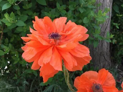 Boundaries: Saying No