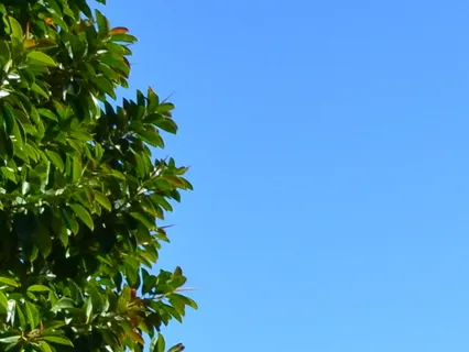 Scan Corporal para Relaxar a Mente e o Corpo