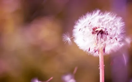 Scan, Release, Arrive