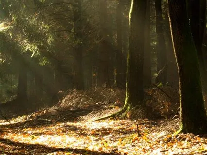 Scan & Release Fear For Love