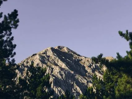 Scent Of Pine