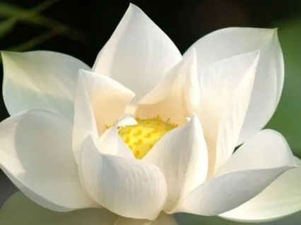 Счастье Сегодня