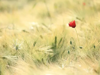 Schumann Resonance Therapy | 60 Minutes