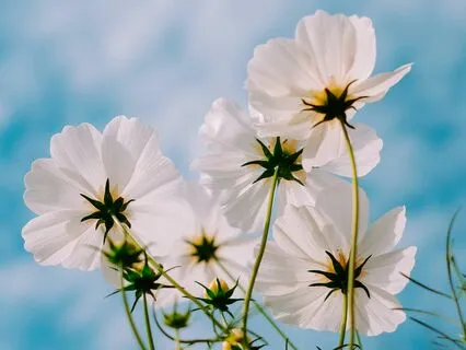 Science Of Intentions