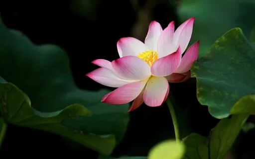 Scientific Healing Affirmations Practice