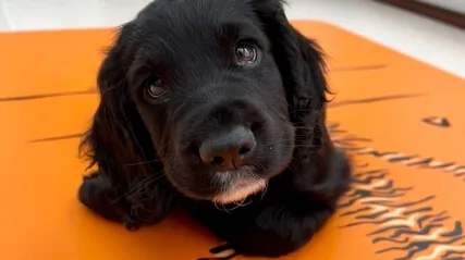 Scooby The Puppy Kids Meditation