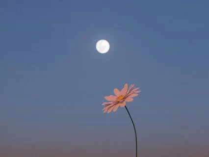 Scorpio Full Moon Meditation | Flower Moon | May 2025