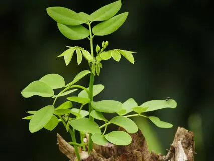 Scorpio New Moon (No Music)