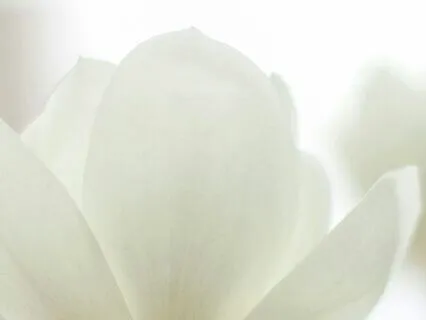 Scorpio's Flower Full Moon