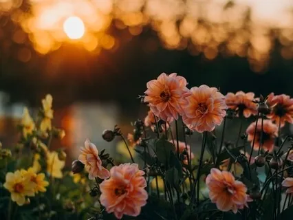 Scorpio Season Meditation