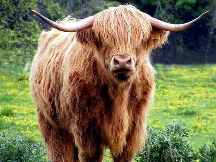 Scotland's Fairies- Legend Of The Auroch (Sleep Story)