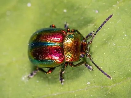 Scotland's Fairies - The Beetle & The Fairy Healer