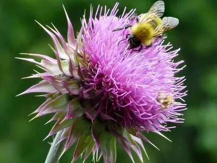 Scotland's Fairies- The Brownies And The Bumble Bee