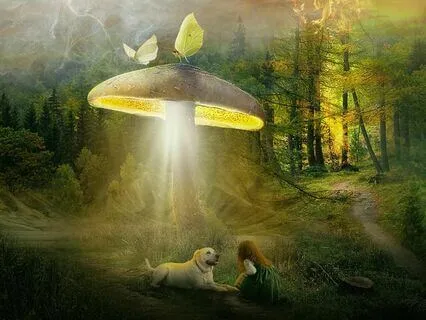 Scotland's Fairies-The Dog Rescue Part 1 (Sleep Story)