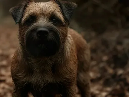 Scotland's Fairies- The Dog Rescue Part 2 (Sleep Story)