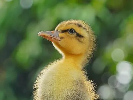 Scotland's Fairies- The Duckling And The Water Sprite