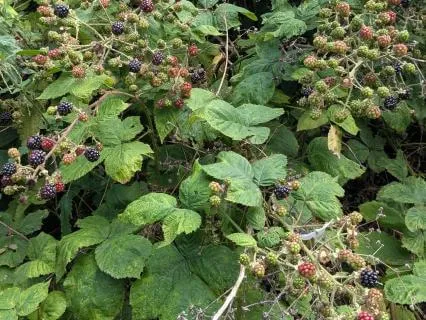 Scotland's Nature: A Bramble Meditation