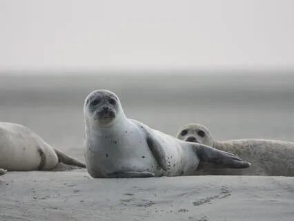 Scottish Folk Tales&Legends-Selkie Seal Girl &Her Lost Coat