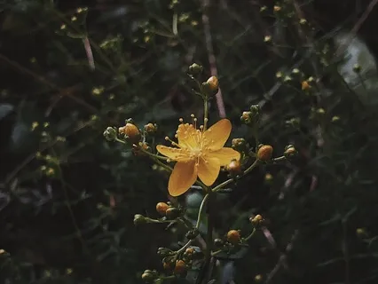 Scouler's St. Johnswort