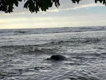 Sea Turtle Adventure In Hawaii